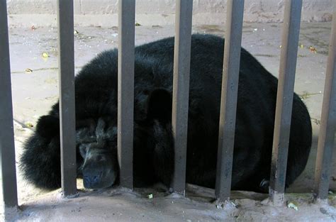 Bear Bile Uses - A Cruel Industry And Its Devastating Impact