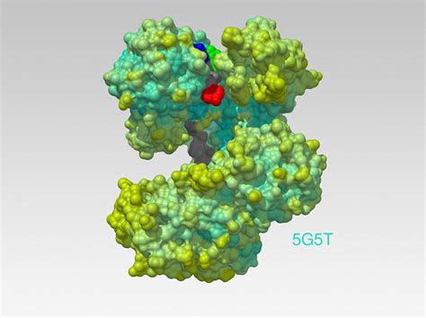 Argonaute Protein - Biologic Models