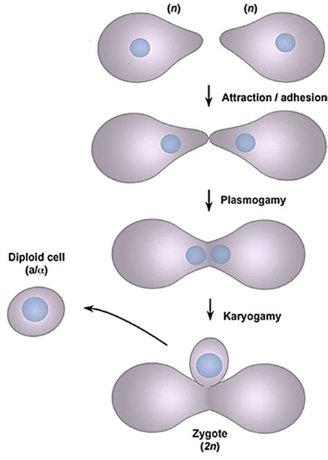 Plasmogamy: Definition, Alternatives Karyogamy & Meiosis » Education