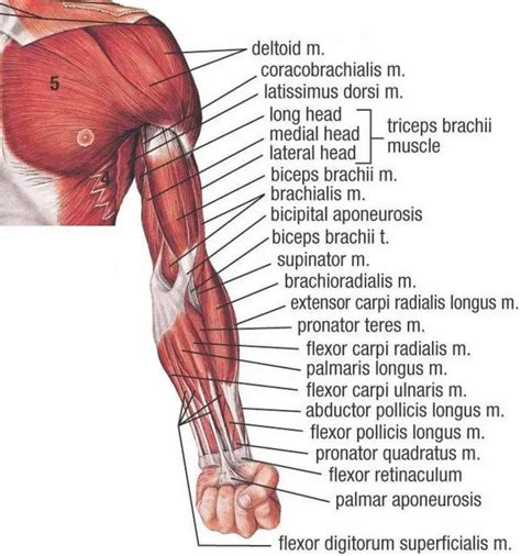 Pictures Of Arm Muscles