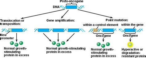 proto-oncogene.html 18_20OncogeneMutation-L.jpg