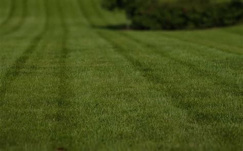 The 10 Best Lawn Care Services in Tampa, FL from $20