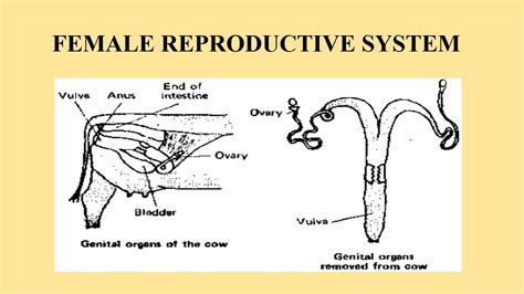 Female Cow Reproductive System