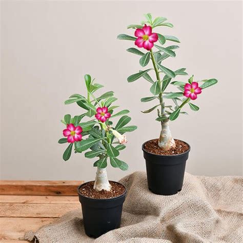 Adenium Flowering Bonsai Set of 2 - Abana Homes