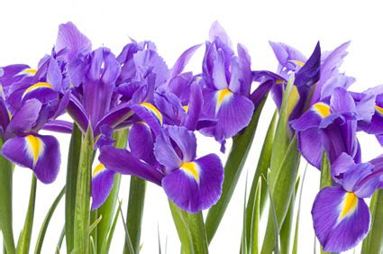 Birth Month Flower of February - The Iris