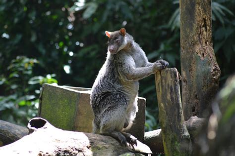 The Grizzled Tree Kangaroo, Dendrolagus inustus, Kanguru Pohon Kelabu, Mamalia Asli Papua ...