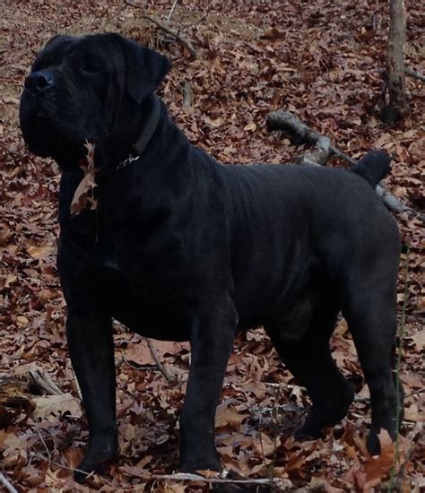 Mid Atlantic Boerboels | African boerboel, Mastiff breeds, South ...