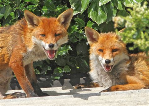 Local wildlife. | My neighbours enjoying the sunshine. Essex… | Flickr