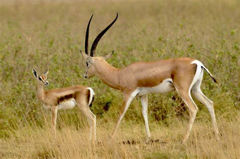 Grant's gazelle (right) beside Thompson's gazelle (left), Amboseli ...