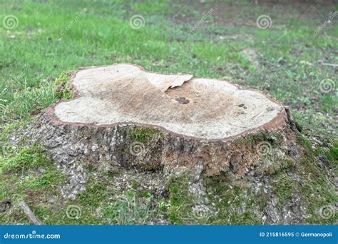 Cutted tree stock image. Image of outdoor, foliage, organic - 215816595