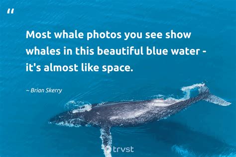 35 Whale Quotes To Help You Be Calm And Hopeful