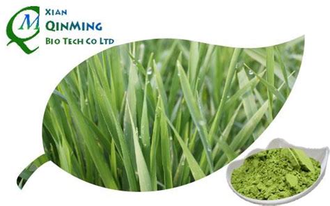 China Barley Grass Powder Suppliers & Manufacturers & Factory - Wholesale Barley Grass Powder in ...