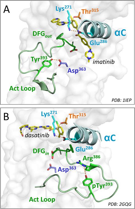 Structural features of the Abl kinase domain important for activity and... | Download Scientific ...