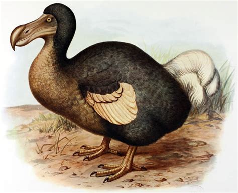 How did the Dodo become extinct? - guernseydonkey.com