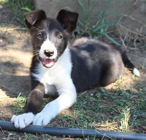 McNab Puppies For Sale | Corning, CA #155630 | Petzlover