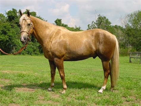 Chestnut Horses: Interesting Facts and Pictures | Pet Keen