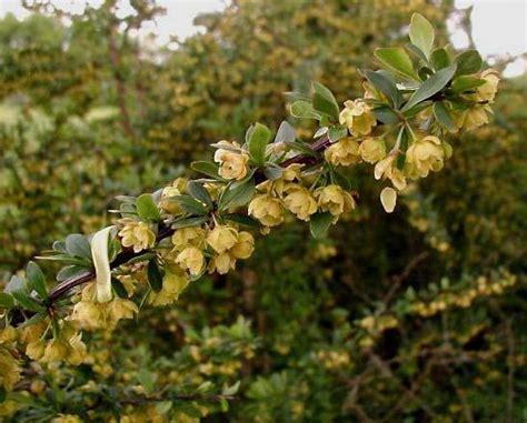 Barberry | Shrub, Prickly, Berberis | Britannica