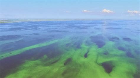 Large algae bloom spotted on Florida’s Lake Okeechobee | Fox Weather