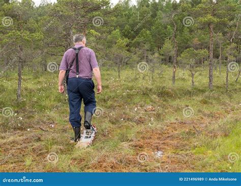 Man Enjoys Swamp Landscapes, Hike in Swamp with Snowshoes, Traditional Mire Plants, Swamp ...