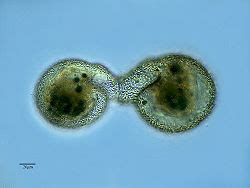 Amoeboid - CreationWiki, the encyclopedia of creation science