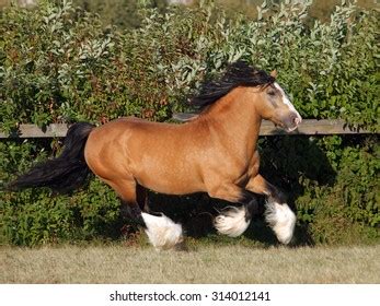 Gypsy Vanner Horse Harness Stock Photos and Pictures - 16 Images ...