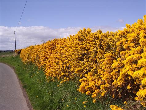 25 Gorse Hedging Bush,Prickly Furze Plants,Fragrant Yellow Whin Evergreen Hedge | eBay