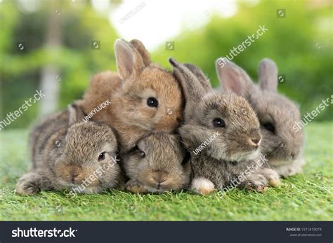 Rabbit Images: Browse 1,153,347 Stock Photos & Vectors Free Download ...