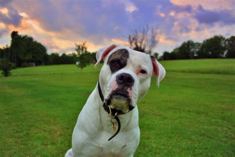 American Bulldog Wallpapers Images Photos Pictures Backgrounds