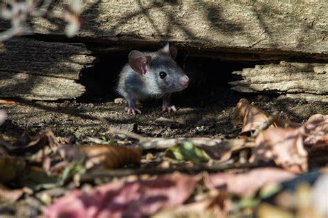 4 Signs of a Roof Rat Infestation