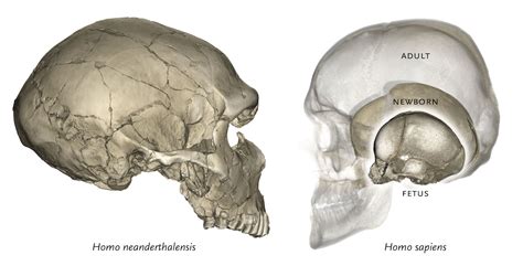 Homo Sapien Skull Features