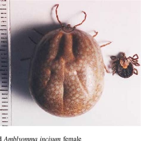 (PDF) Biology and life cycle of Amblyomma incisum (Acari: Ixodidae)