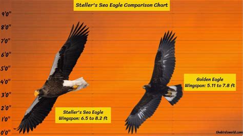 Steller's Sea Eagle Wingspan: How Big Are They Comparison?