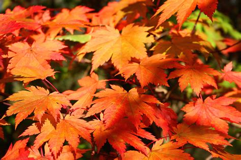 File:Acer japonicum Vitifolium JPG1fu.jpg