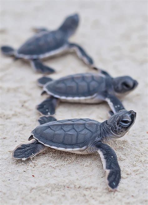 Cute Baby Sea Turtles in Water images