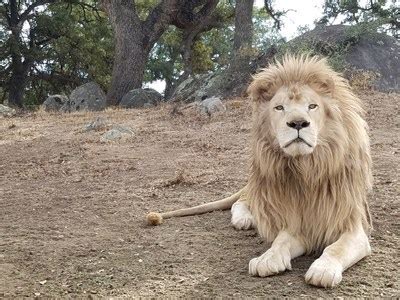 Rare White Lion Released to New Sanctuary Habitat | Markets Insider