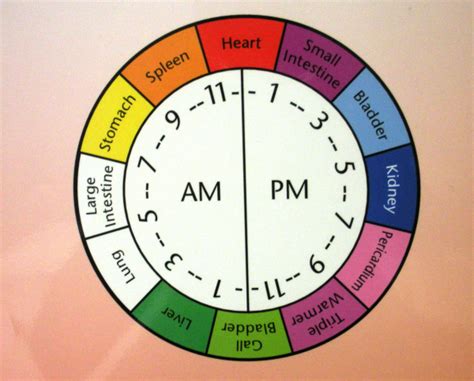 Do You Know Your Organ Clock?