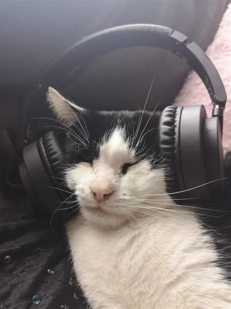 My cat wearing headphones for those who sort by new : r/teenagers