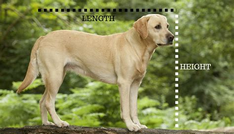 Labrador Retriever Average Height