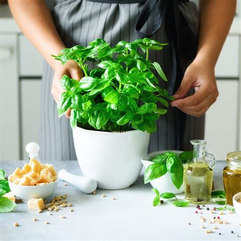 15 Best Herbs to Grow Indoors - Herbal Plant Power