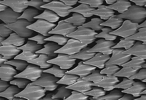 Surfaces inspired by shark skin – BiomimicryBE | Shark, Dragon skin ...