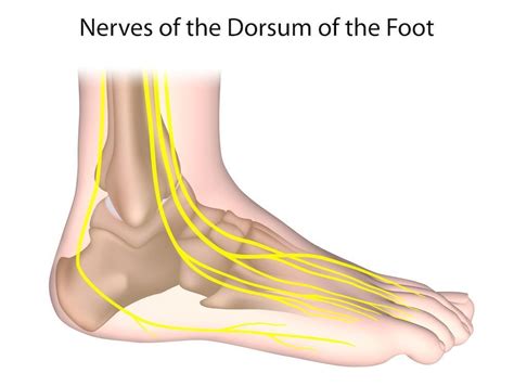 What Everyone with Diabetes Needs to Know to Prevent Nerve Damage ...