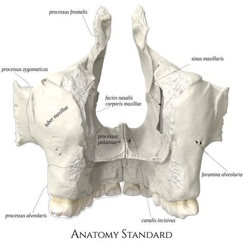 9 Palatine bone ideas in 2021 | palatine bone, palatine, sphenoid bone