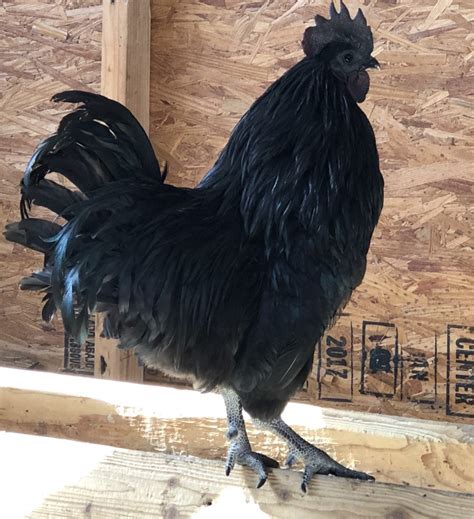 Ayam Cemani Chicken: Baby Chicks for Sale | Cackle Hatchery®