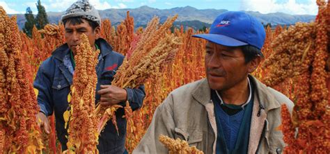 Quinua | FAO | Organización de las Naciones Unidas para la Alimentación y la Agricultura