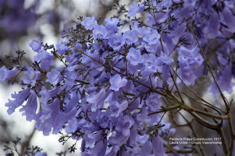 bignonia family (Family Bignoniaceae) · iNaturalist