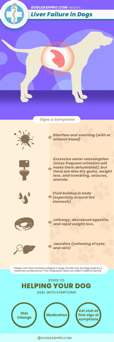 What Can Damage A Dogs Liver