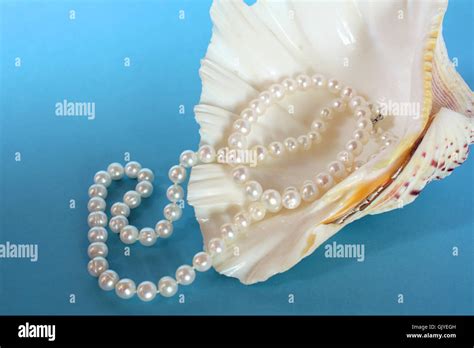 Mollusc shell waste hi-res stock photography and images - Alamy