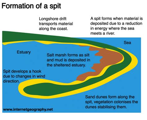 Produce an annotated diagram to show the main features of a spit ...