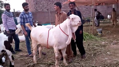 Biggest Bakra In Bakra mandi Price Update Pakistan || Hsn Entertainment ...