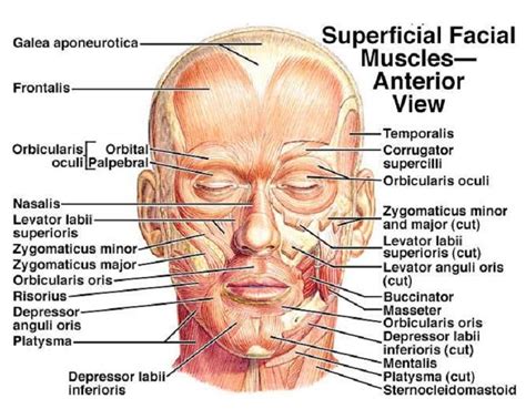 Muscle diagram, Muscles of the face, Head muscles